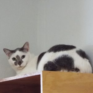 Picture of Kai