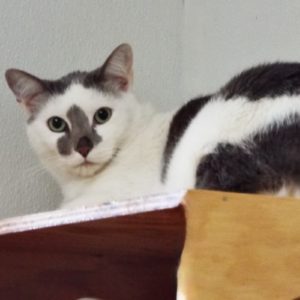 Picture of Kai