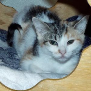 Picture of Kali