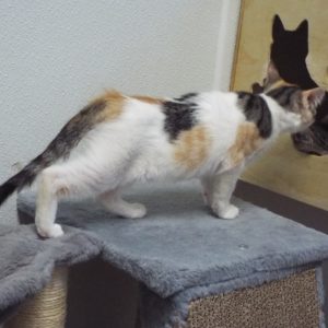 Picture of Kali