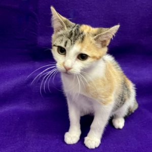 Picture of Kali