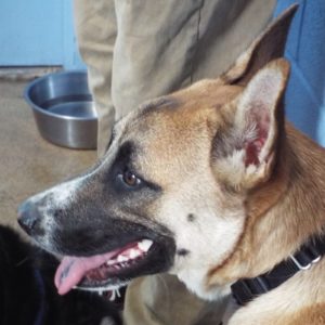 Picture of Kibo