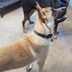 Picture of Kibo