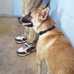 Picture of Kibo