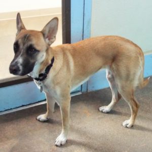 Picture of Kibo