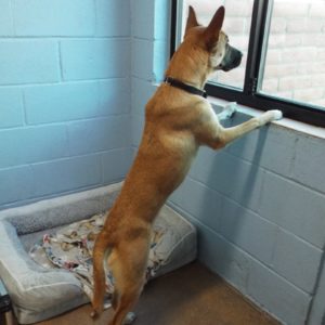 Picture of Kibo