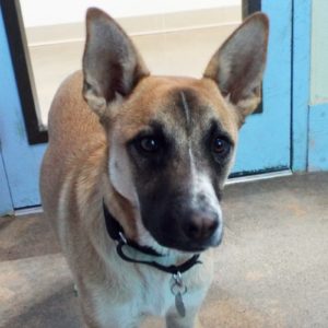 Picture of Kibo