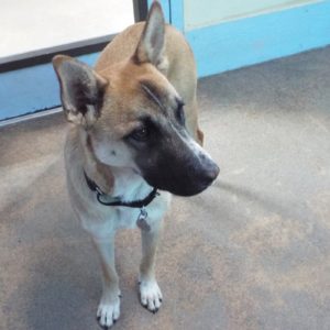 Picture of Kibo