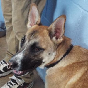 Picture of Kibo