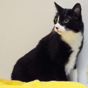 Picture of Lulu
