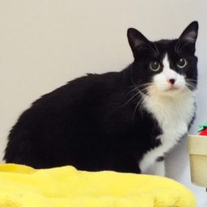 Picture of Lulu