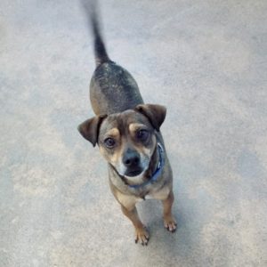 Picture of Pepito