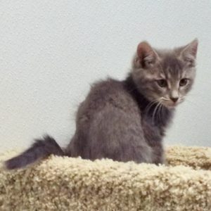 Picture of Pewter