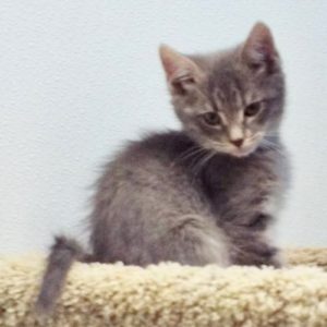 Picture of Pewter