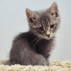 Picture of Pewter