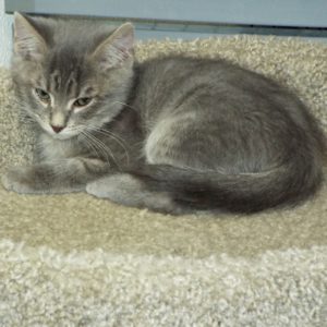 Picture of Pewter