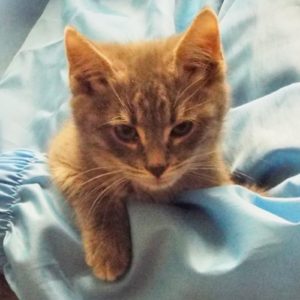 Picture of Pewter