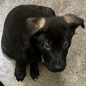 Picture of Tulip