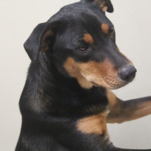 Picture of Rico
