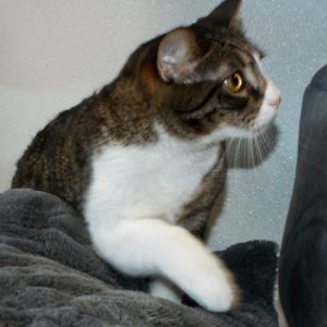 Picture of Siren