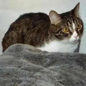 Picture of Siren