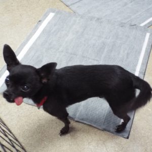 Picture of Smudge
