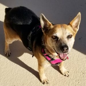 Picture of Susie Q