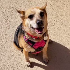 Picture of Susie Q