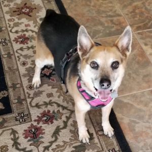 Picture of Susie Q