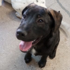 Picture of Tulip