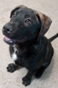 Picture of Tulip