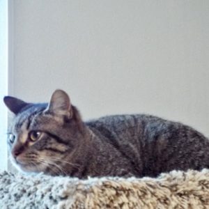 Picture of Waylon