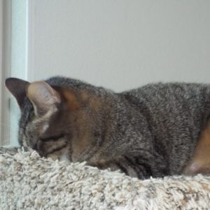Picture of Waylon