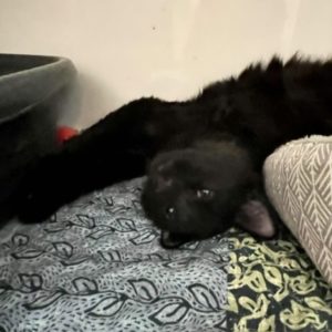 Picture of Bart