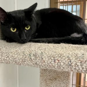Picture of Binx