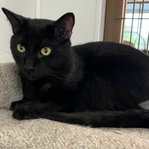 Picture of Binx