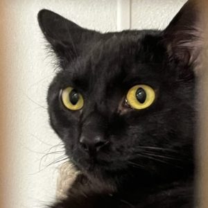 Picture of Binx
