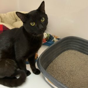 Picture of Binx
