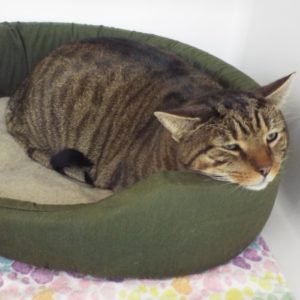 Picture of Buddy