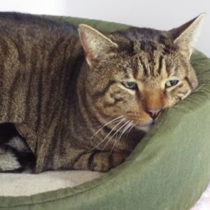 Picture of Buddy