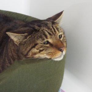 Picture of Buddy
