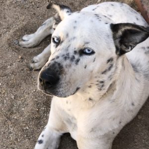 Picture of Domino