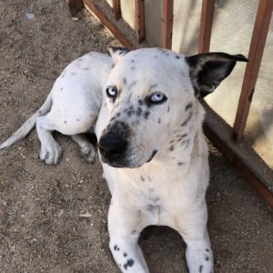 Picture of Domino
