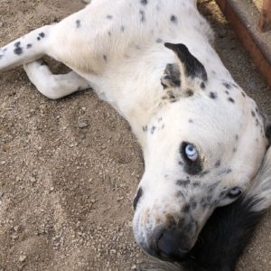 Picture of Domino