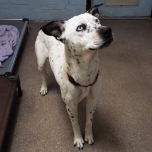 Picture of Domino