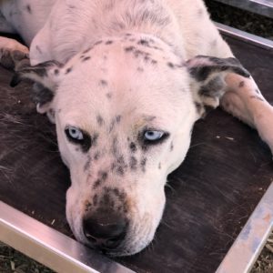 Picture of Domino