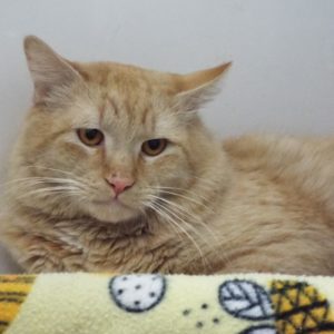 Picture of Homer