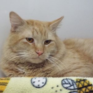 Picture of Homer
