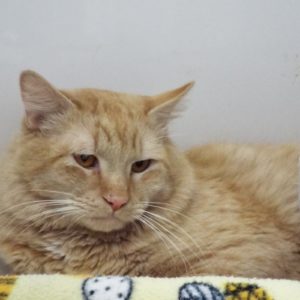 Picture of Homer