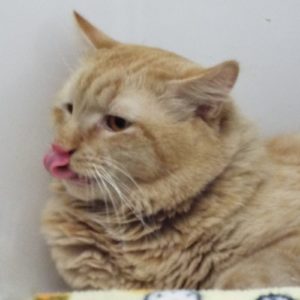 Picture of Homer